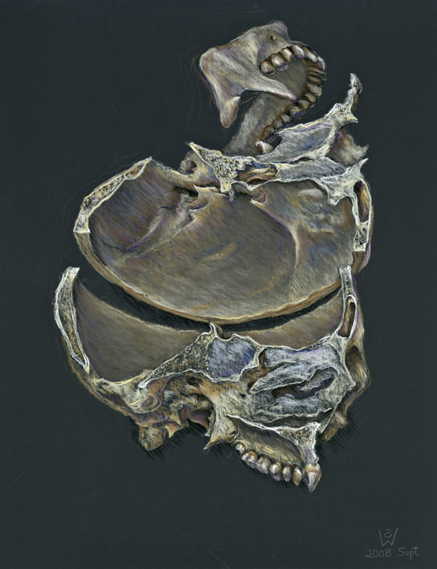 Bisected Skull, 2008, goldpoint drawing by Australian artist Susan Dorothea White 