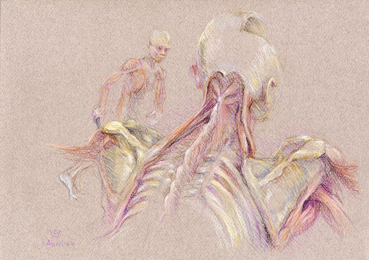 Cyclist: Back Dissection with Scapula (shoulder blade) and Levator Scapulae Muscle; Tennis Player in Background