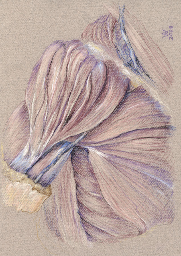 Deltoid and pectoralis major muscles (superficial shoulder dissection; right anterolateral view), pastel drawing by Susan Dorothea White