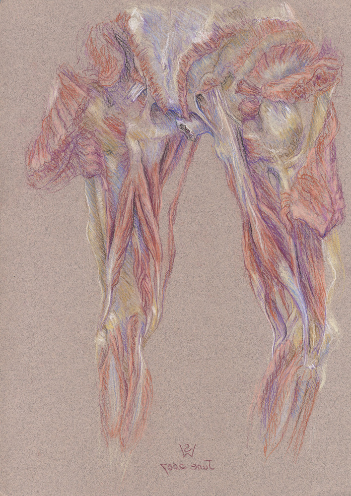 posterior-thigh-muscles-2007-2