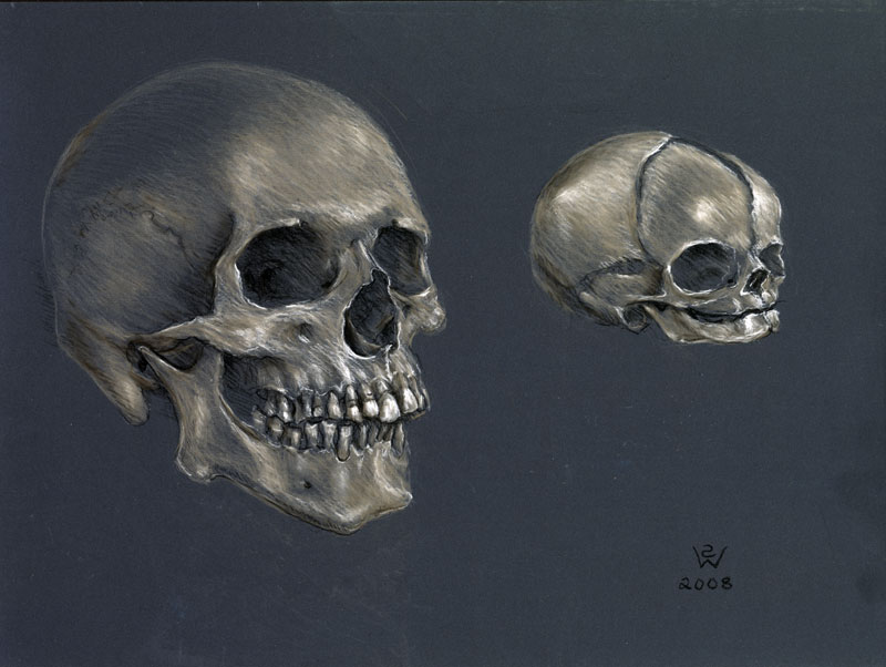 Fetal and Adult Skulls