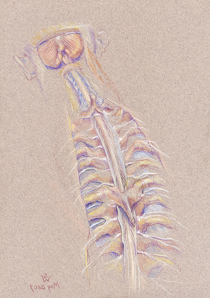 spinal-cord-vertebral-canal-meninges-spinal-nerves-cerebellum-2007-2