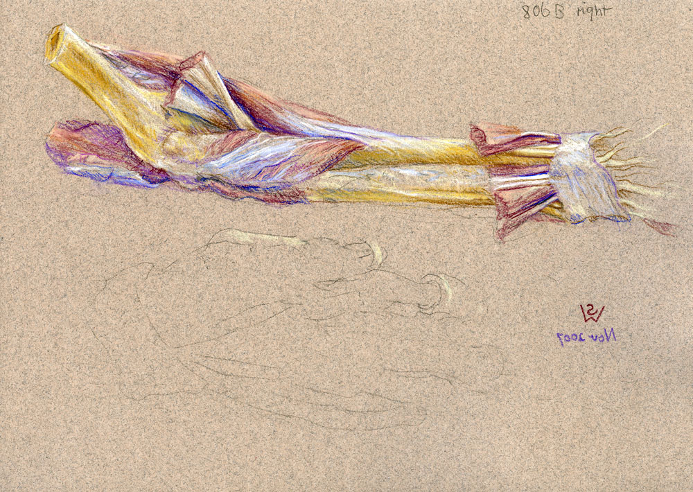 Supinator and pronator teres muscles, pastel drawing by Susan Dorothea White